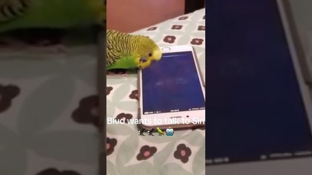 Смешные птицы