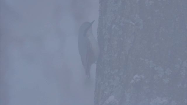 Внимательным взглядом. Фильм двенадцатый. Поползень