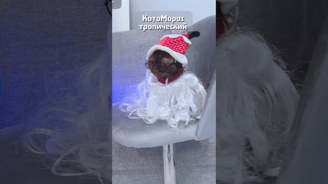 Новогодний образ #питомцы #кот