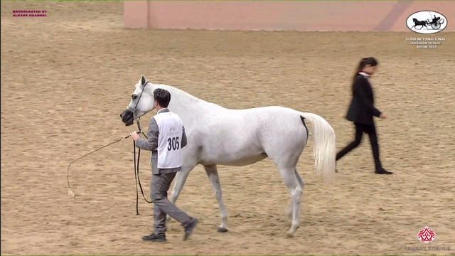 N 305 MISK UMM ALUDHAM   Doha International Arabian Horse Show 2023   Mares 7 10 Years Old Class 8A