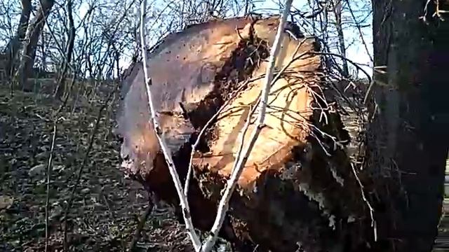 Березовий сік. Плаче зрубане дерево.