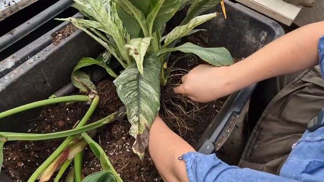 Деление маточного куста спатифиллума город ангелов