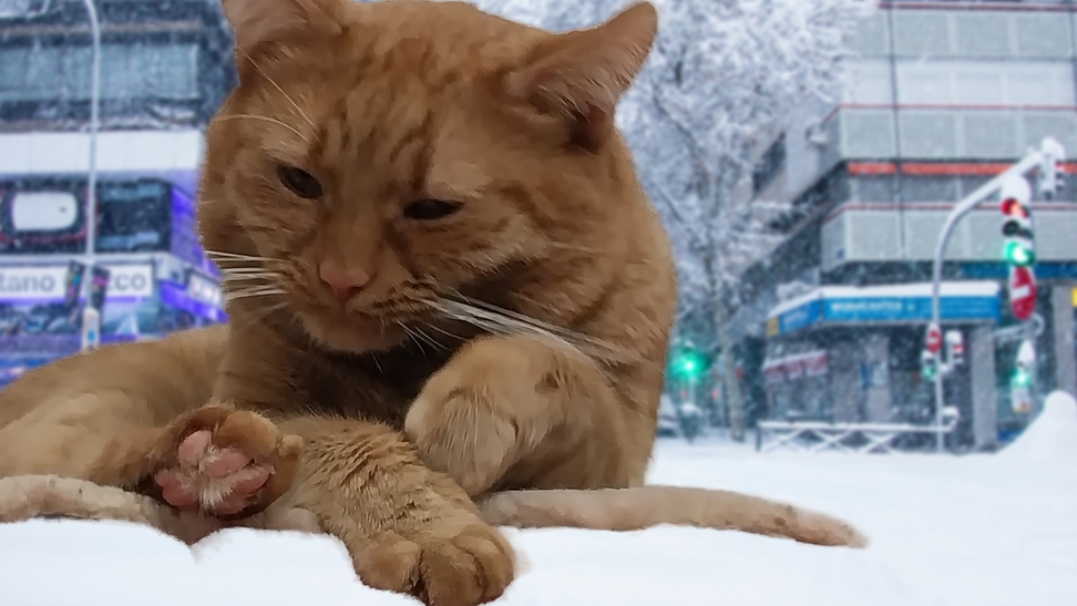 Спешный кот: неуклюжие приключения на прогулке