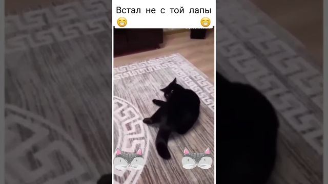злой котик