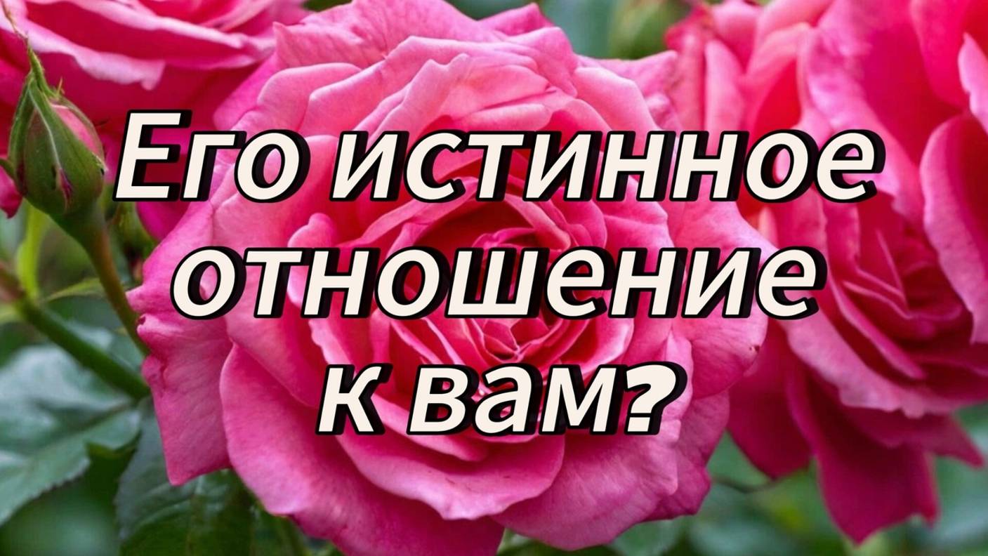 Его истинное отношение к вам?