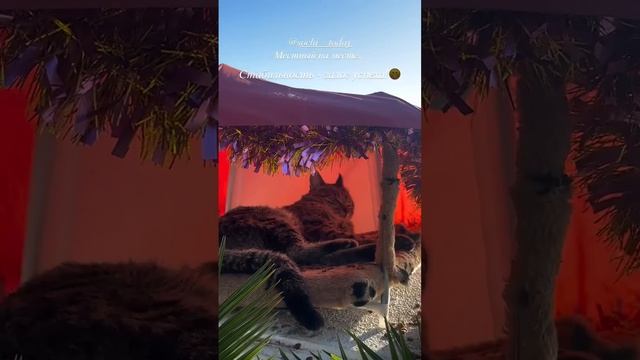 Домик котика не пострадал от землетрясений в Сочи
Сочинский котик, обитающий на набережной имеет с