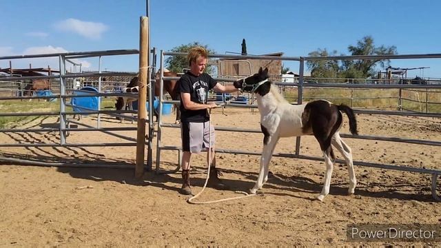 Cash To The Max - Castiel / Half Arab Pinto Stud Colt - Another Day Of Training