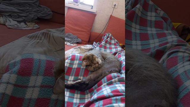 Автономный кот для обогрева.