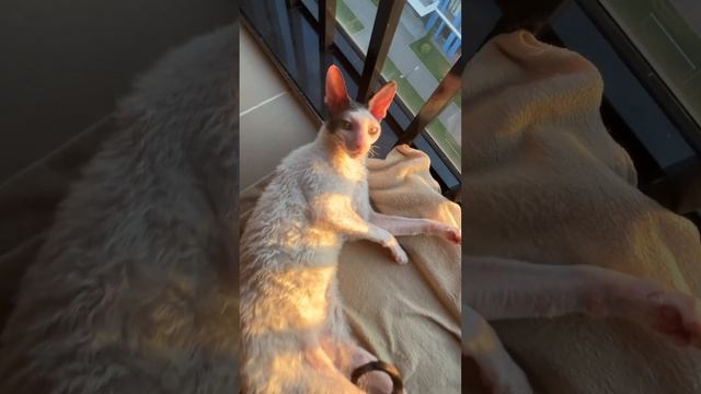 Ну…, мне надо это…? #catlover #кошки #котики #домашниеживотные