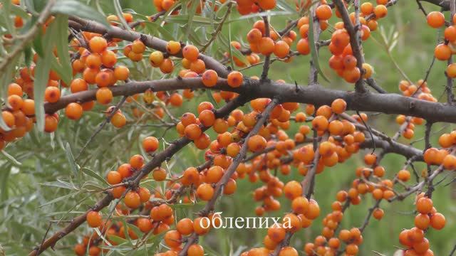 На одном дыхании с природой .  Музыка Данияра Агзамова.