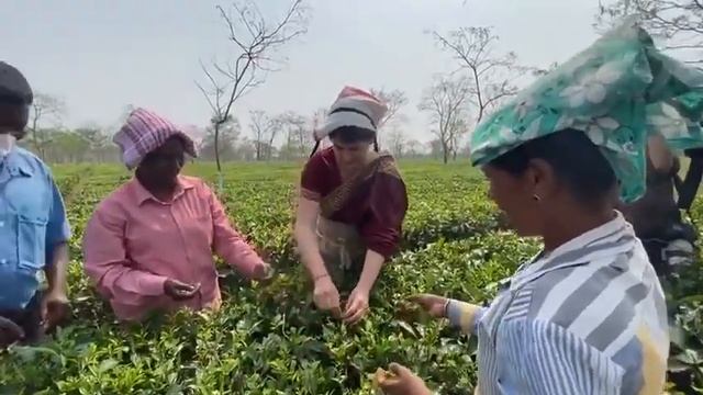 Priyanka Gandhi learning Plucking in Assam Tea garden