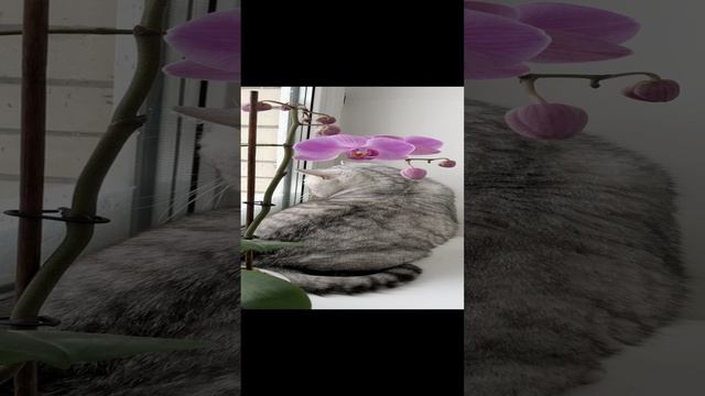Котик Маню смотрит на снег в окне.