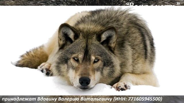 Волчья честь (вариация 4)