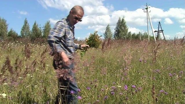 Крутец. Собираю Травку Зверобой. 22 июня 2014 год. гор Рыбинск.