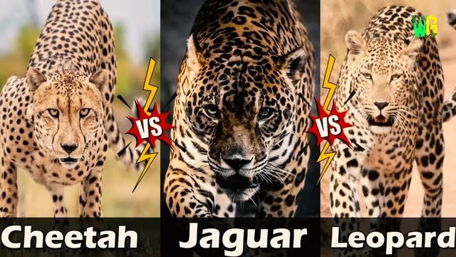 चीता की रफ़्तार आपके होंश उड़ा देगी | Cheetah Running and Hunting Moments l Fastest Predator