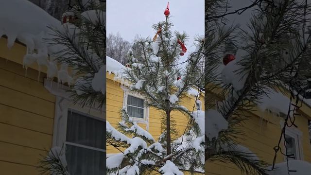 Где отдохнуть в Белокурихе с большой собакой? Семейный отдых в Усадьбе Жар-птица,  Белокуриха.