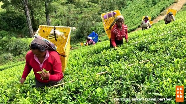 Tea Plantation Nuwaraeliya Sri Lanka #srilanka #visitsrilanka  #ceylantravels #teaplantations