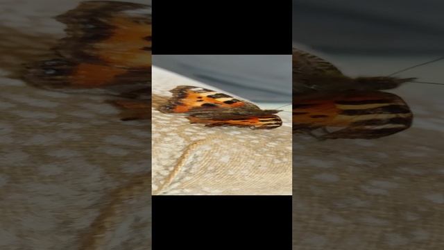 1000020256.mp4
