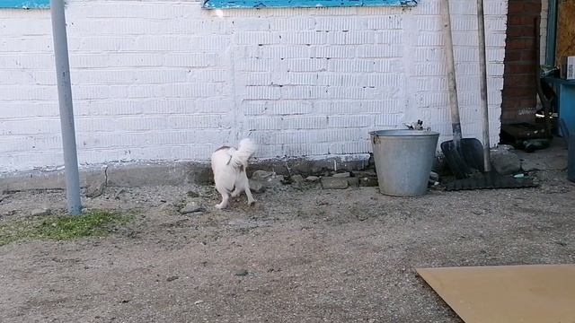 Классная погода. Умка на прогулке.