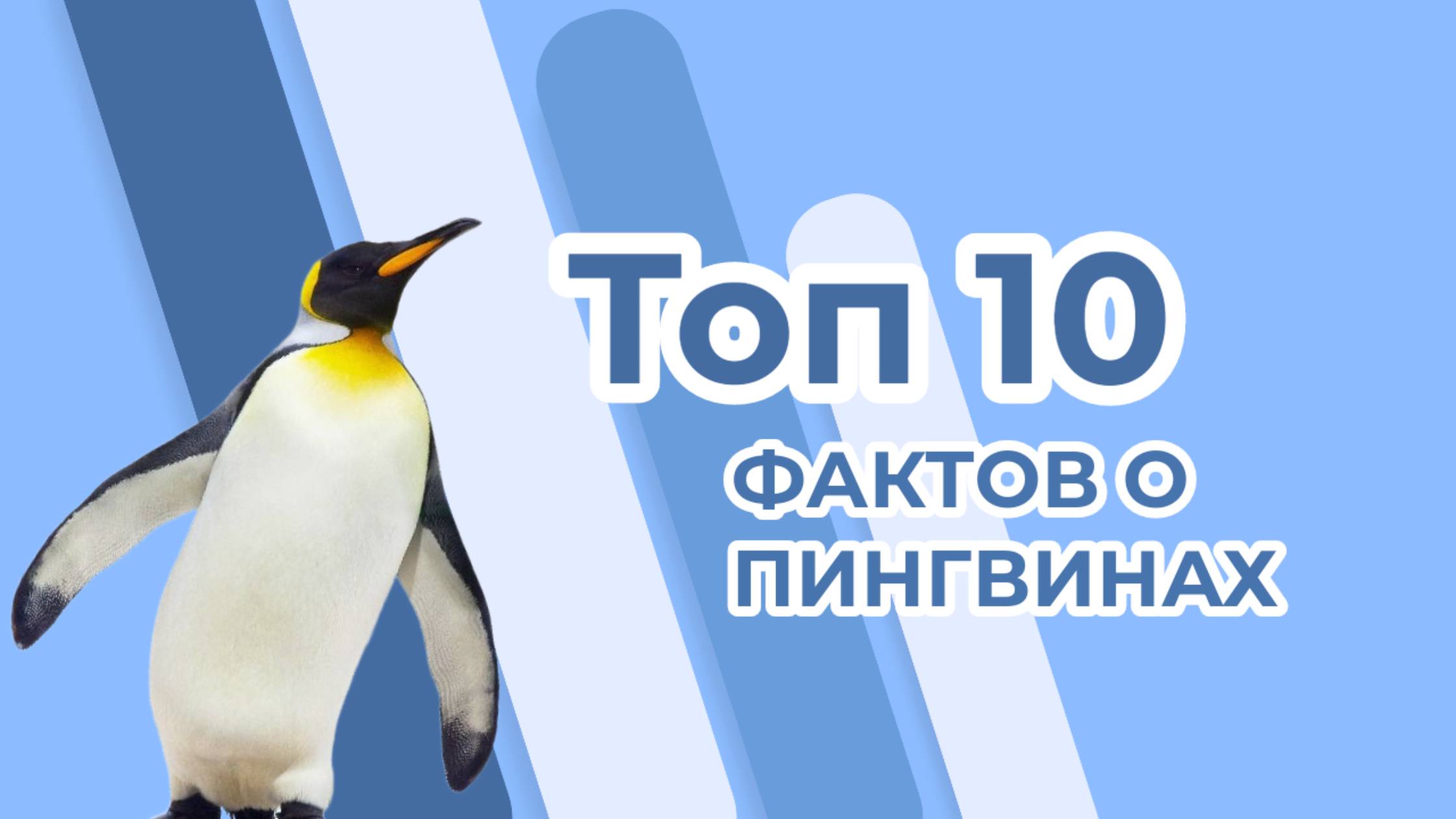 Топ 10 фактов о пингвинах