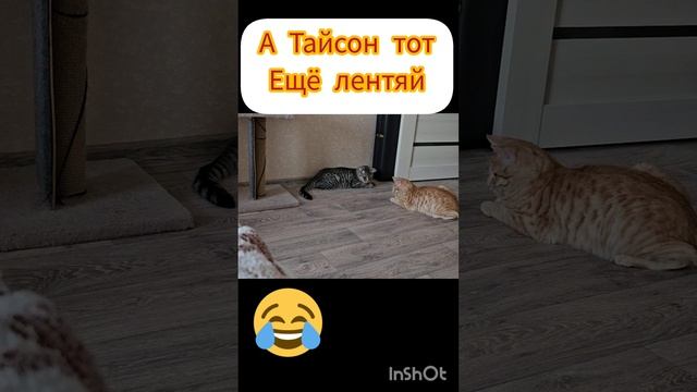 Жизнь в городе
#котики
#коты