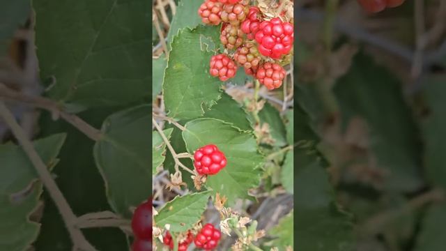 Мы живём в мире изобилия- ежевика для чая ☕️.