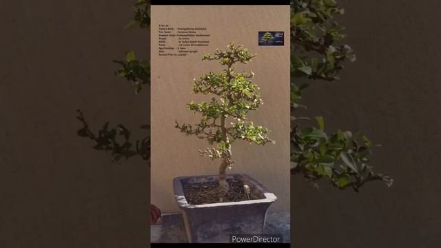 SN-60 #bonsai #pruning #wiring (Carmona Retusa/Fukien Tea/Boxwood) #shorts