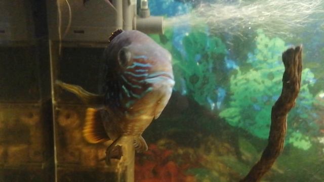 Скалярия. 🐠