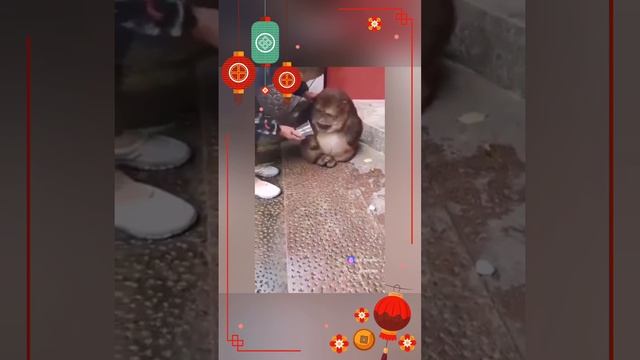 Синсин