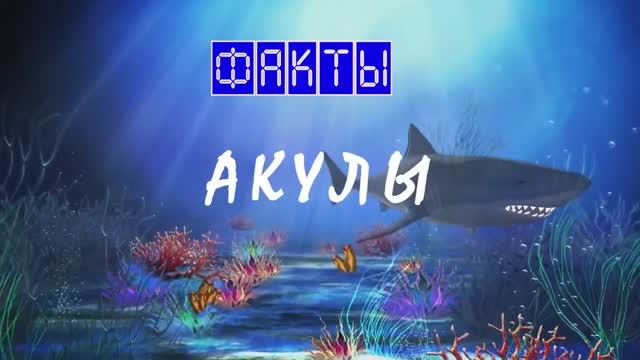 Акулы. Факты. виды +видео с ними.