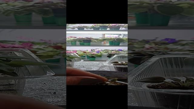 Мини, полумини.
Переукоренение фиалочек