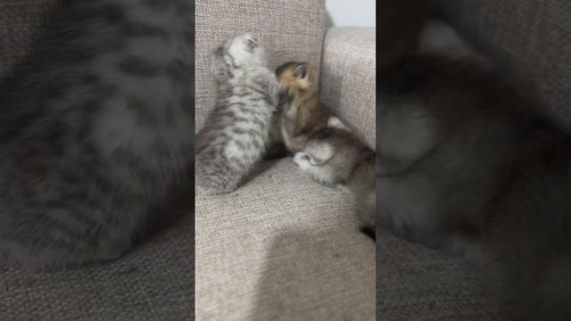 Шотландские котята