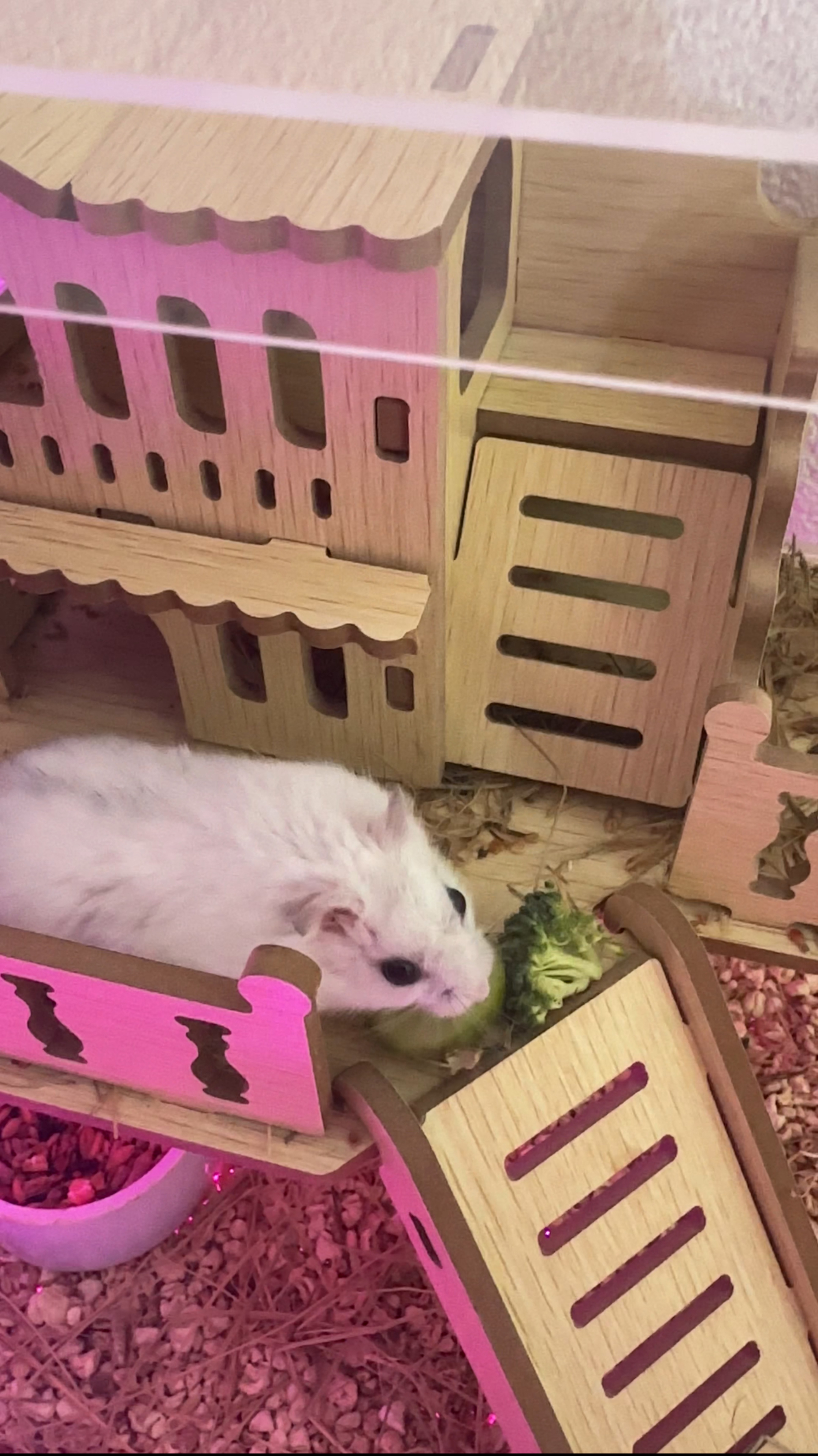 ХОМА НЕ СТАЛ ЕСТЬ ОГУРЕЦ И БРОККОЛИ 🥦🥒 😱