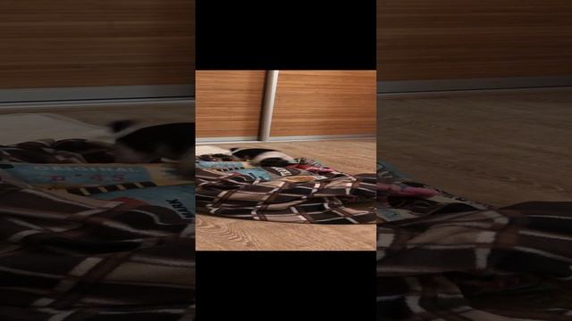 Чихуахуа Элли устроила раскопки! Найдет ли она что-то?