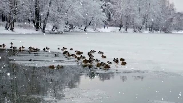 Олег Чуприн - Зимняя любовь (кавер)(10.01.25)