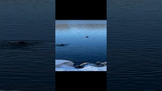 Утки на озере Теплое 🦆🦆🦆 12-01-2025