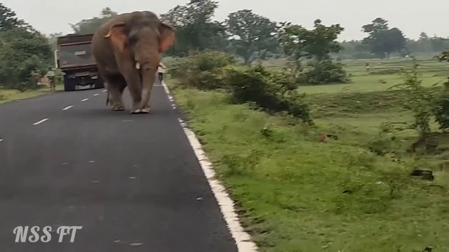 elephant attack jhargram jangal //elephant vs truck // ঝাড়গ্রাম নয়াগ্রাম জঙ্গলমহল