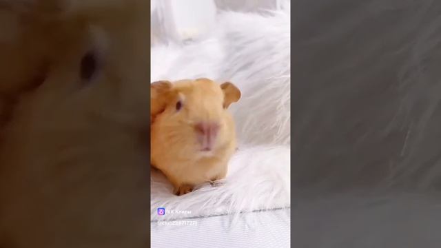 cвиночка