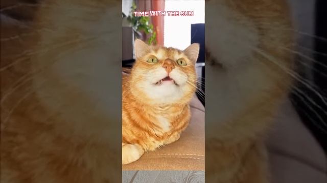 Смешные коты 2025. 
Лучшие приколы.