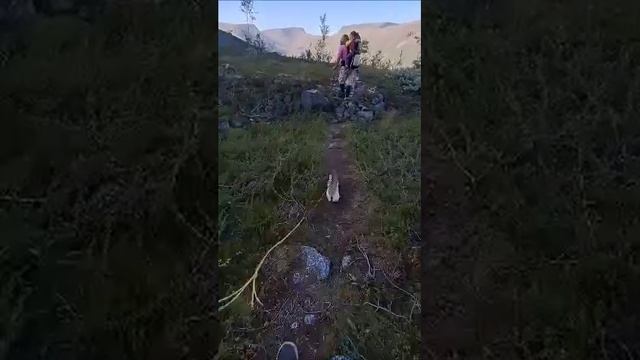ХОЗЯИН ВОЗЬМИ МЕНЯ С СОБОЙ. Я ВЕДЬ ЛУЧШЕ СОБАКИ.