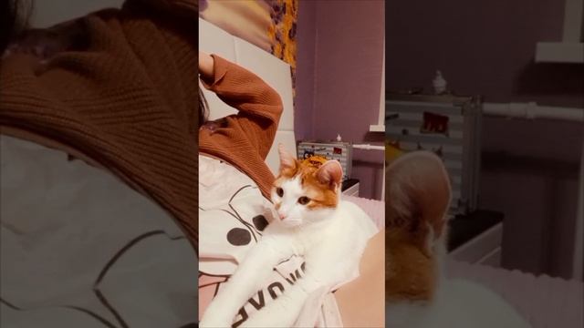 Мой кот 🐱
