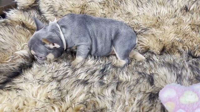 Blue and Tan Points French Bulldog Female