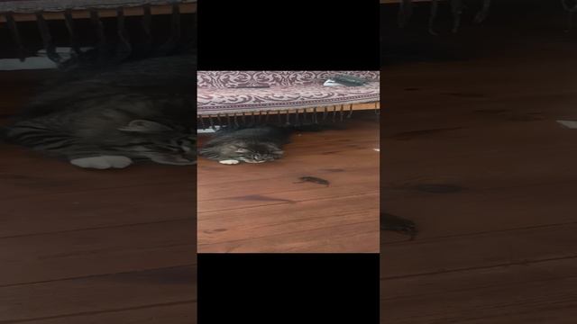 Кузя
.mp4