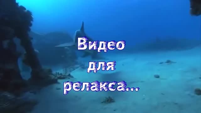 Дельфины. Релаксирующие видео.