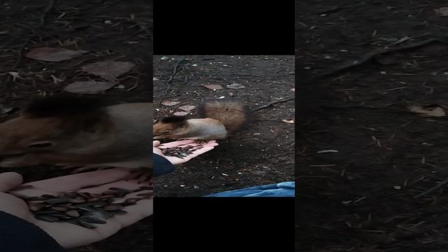 Белочки в Павловске.