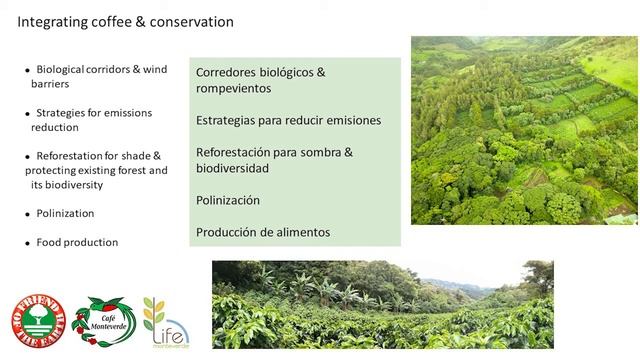 WEBINAR: Sustainable coffee production and certification. Café Monteverde case study in Costa Rica