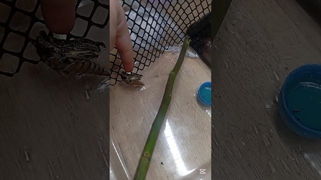 Эльвирка! 🦋😎😎😎🤓