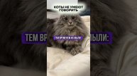 Мысли кота