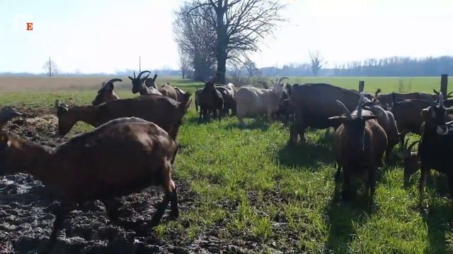 Mantova: latte, formaggio e gelato dal paradiso delle caprette