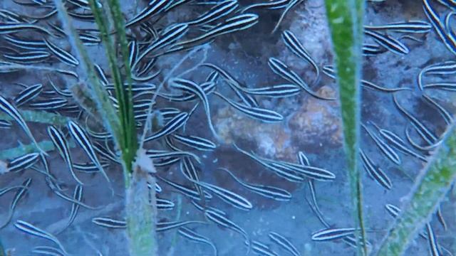Episode 12: Secrets of the Pacific Ocean – Diving, snorkeling and New Discoveries!